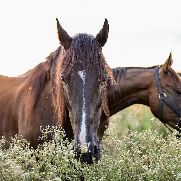 chevaux prairie